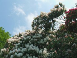 Flowers in Stourhead Garden Wallpaper