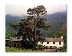 The Big Tree, Buttermere, Lake District, County Cumbria, England Wallpaper