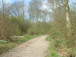 Spring comes to Hockley Woods, Essex Wallpaper