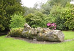 A fallen tree in the former Hall Gardens, Shipley Country Park, Derbyshire Wallpaper