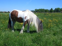 Horse on the West Common at Lincoln Wallpaper