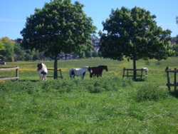 The horses of West Common, Lincoln. Wallpaper