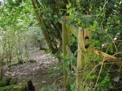 Hartshill Hayes Country Park, Nr Atherstone, North Warwickshire. Wallpaper