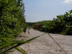 Watch for giant dogs!!! Hartshill Hayes Country Park, Nr Atherstone, North Warwickshire. Wallpaper