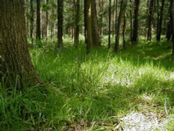 Hartshill Hayes Country Park, Nr Atherstone, North Warwickshire. Wallpaper