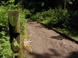 Hartshill Hayes Country Park, Nr Atherstone, North Warwickshire. Wallpaper