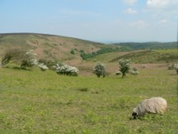 A view of the Quantock hills in Somerset Wallpaper