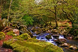 Dartmoor woodland in Devon Wallpaper