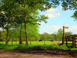 Peaceful country view near Glanton in Northumberland.