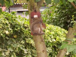 Grey squirrel on feeder, Ruislip Wallpaper