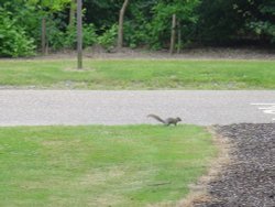 One of the inhabitants in Wakehurst Place Wallpaper