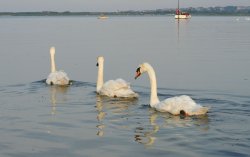 Swans heading into Christchurch Bay, Christchurch, Dorset Wallpaper