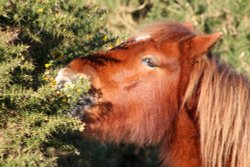 New Forest pony, New Forest, Hampshire Wallpaper