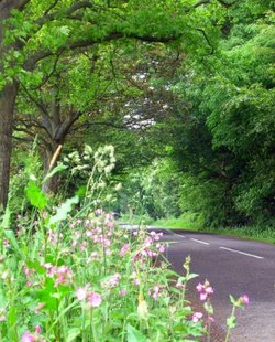 country road near Great Ryle in Northumberland.