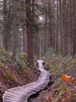 A forest trail, Dalby Forest, North Yorkshire