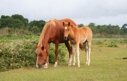 Mother and foal, in the New Forest, Hampshire Wallpaper