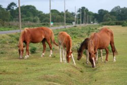 New Forest Ponies, New Forest, Hampshire Wallpaper