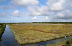 Salt Marshes, Lymington,
 Hampshire Wallpaper