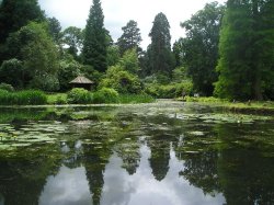 Japanese Gardens
Tatton Park, Cheshire Wallpaper