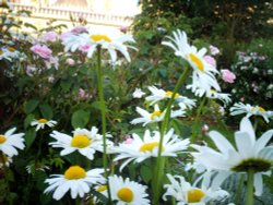 The Brighton Royal Pavilion gardens on a summers evening. Wallpaper