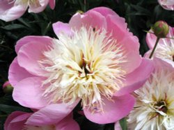 Kiftsgate Court Gardens, one of many peonies growing here. Wallpaper