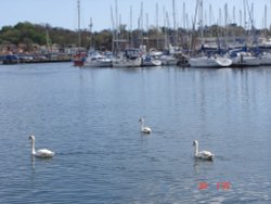 Swans at the Docks Wallpaper