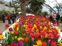 Tulips in the Temporate Zone, Eden Project, Cornwall Wallpaper