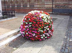 Floral display in Rugby Wallpaper