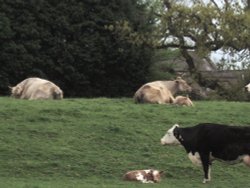 New born calves on the Clevedon river walk just out of Clevedon towards Kenn.