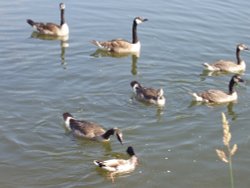 Canadian Geese at the river walk in Clevedon, North Somerset. Wallpaper