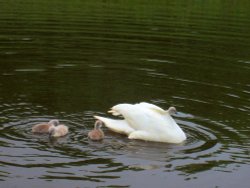 What no neck!
Swans and cygnets at the River Walk in Clevedon, Somerset. Wallpaper