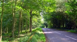 Shady lane near Holystone in Northumberland. Wallpaper