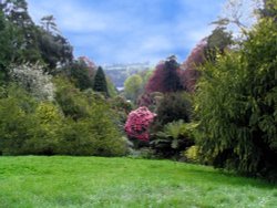Trebah Garden, Cornwall. 
Looking down the valley from below the house.