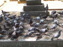 Feral Pigeons in Brompton Cemetery, Chelsea Wallpaper