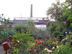 Allotment garden, Royal Hospital, Chelsea Wallpaper