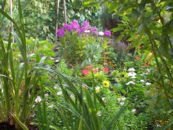 Allotment Garden, Royal Hospital, Chelsea Wallpaper