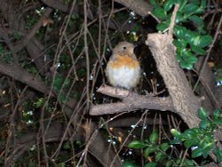 A young robin, allotment garden - Royal Hospital, Chelsea Wallpaper