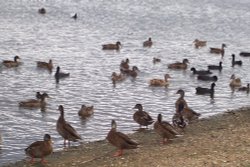 Ducks at Ruislip Lido Wallpaper