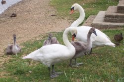 Swans at Ruislip Lido Wallpaper