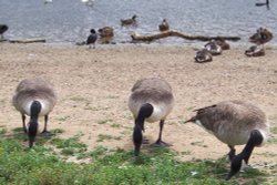 Canadian Geese at Ruislip Lido Wallpaper