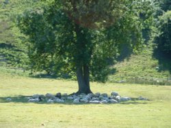 Taking advantage of the shade, Yorkshire Dales finest sheep July 2006 Wallpaper