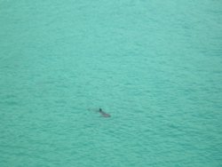 Basking shark. Photographed at the Minack Theatre in Cornwall, July 2006. Wallpaper