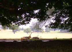Woburn Deer Park, Woburn Abbey, Bedfordshire. August 2006