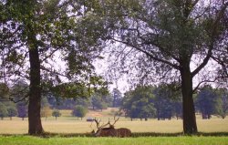 Woburn Deer Park, Woburn Abbey, Bedfordshire. August 2006 Wallpaper