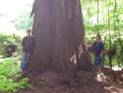 A giant redwood in polecat copse, Haslemere, Surrey. One of the biggest in the UK Wallpaper