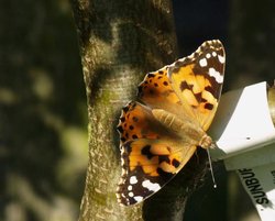 Painted Lady butterfly, Buckinghamshire