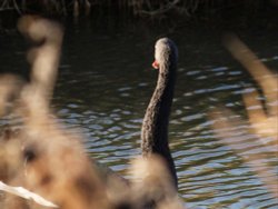 A naturalised, wild Australian Black Swan on the River Cherwell, Lower Heyford, Oxon. Wallpaper