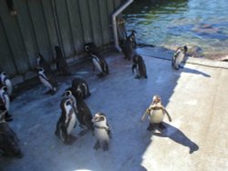 Penguins at Marwell Zoo in Hampshire. Wallpaper