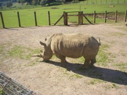 Rhino at Marwell Zoo in Hampshire. Wallpaper