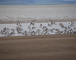 Oyster Catchers, Silloth Shoreline. Silloth, Cumbria Wallpaper